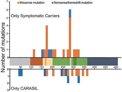 HTRA1-Related Cerebral Small Vessel Disease: A Review of the Literature